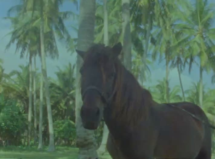 A dark horse stands bridled in a coconut grove, mane over its neck, turning its head towards camera between the palm trunks.